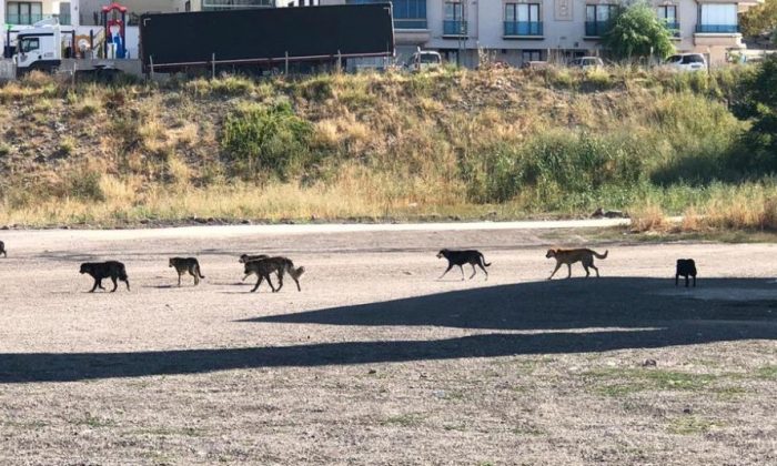 Bağlum’da sokak köpekleri sorunu çözüm bekliyor