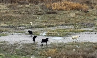 İÇİŞLERİ BAKANINDAN KÖPEK SALDIRISIYLA İLGİLİ AÇIKLAMA