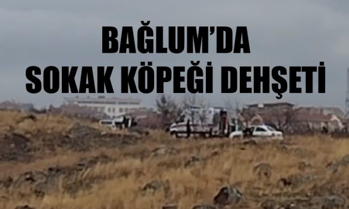 Bağlum Kafkas Mahallesinde sokak köpekleri ilkokul öğrencisine saldırdı