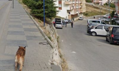 Karakaya Mahallesinde sokak köpekleri çocuğa saldırdı